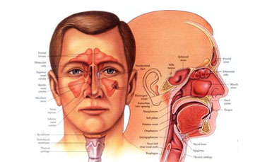 Otorhinolaryngologists 